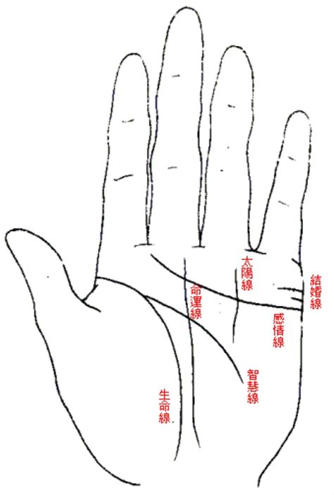 無名指下方橫線|【手相館】掌紋 (生命線、感情線、智慧線、婚姻線、太陽線、火。